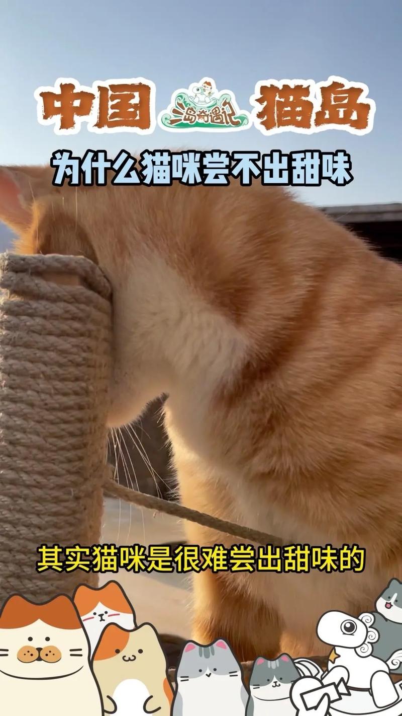 猫咪能吃糖吗?