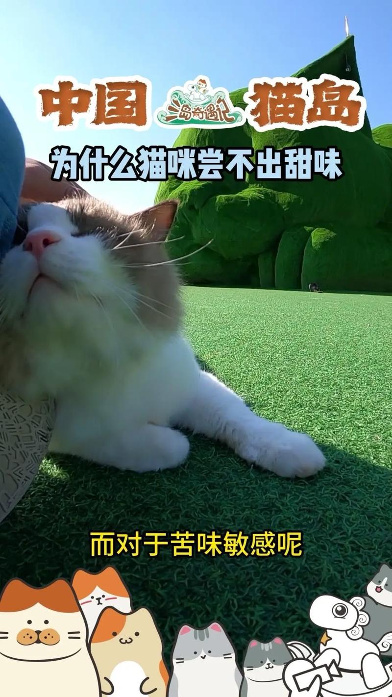 猫为什么不能吃糖