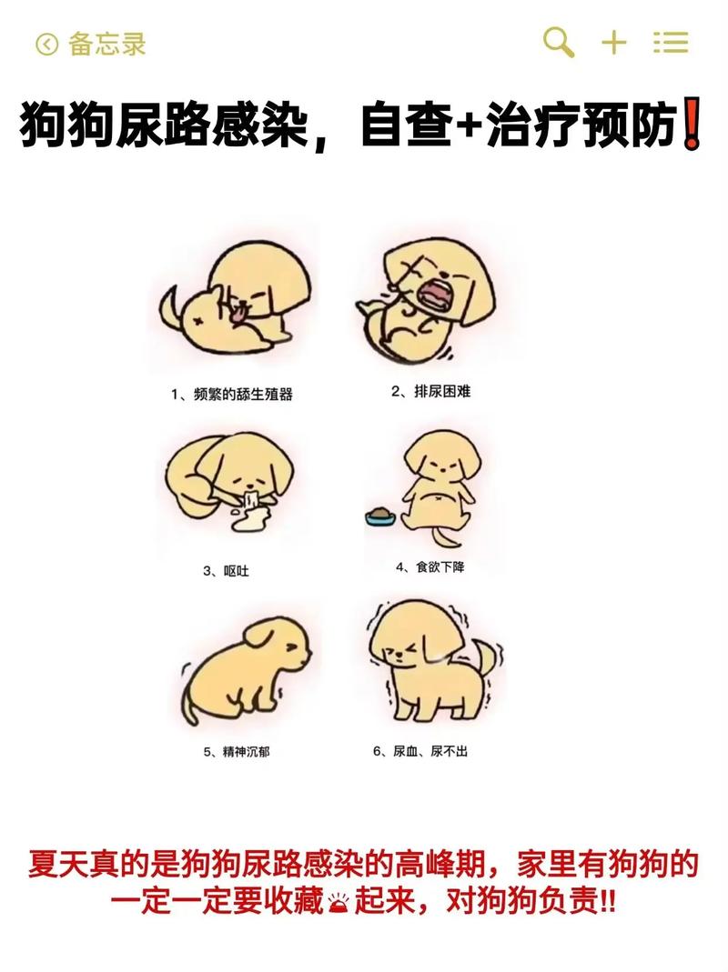 狗狗尿路感染怎么办?