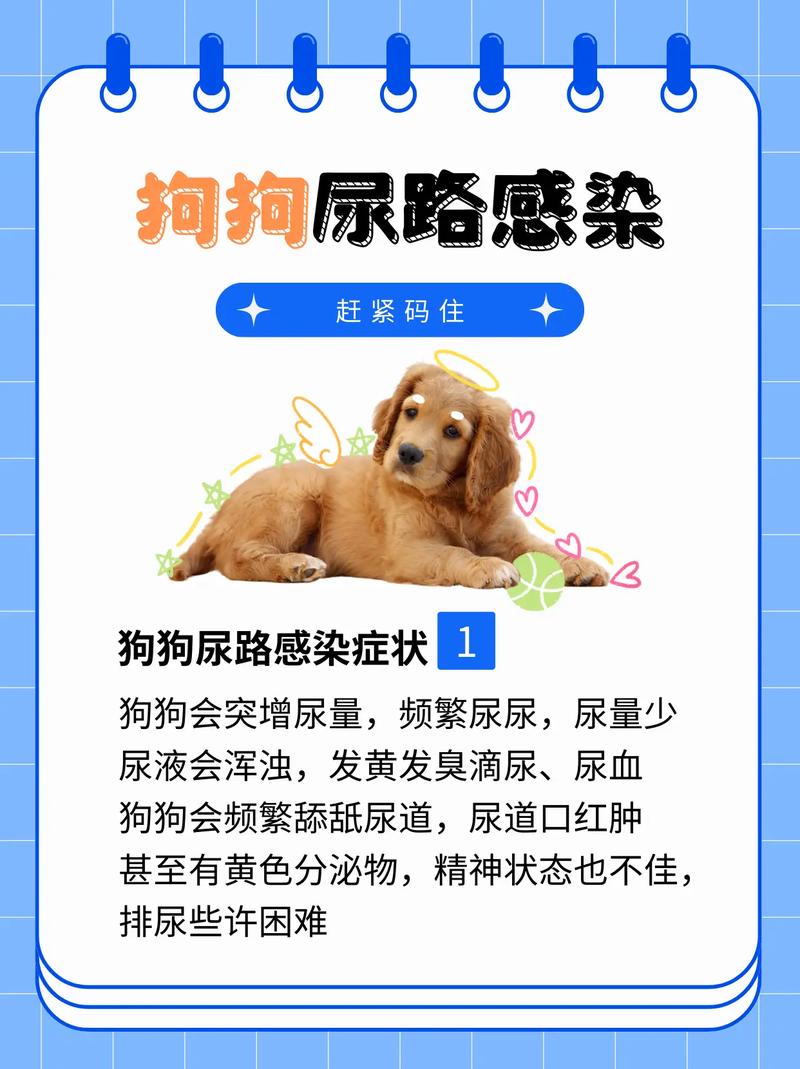 狗怎么去辨别尿路感染