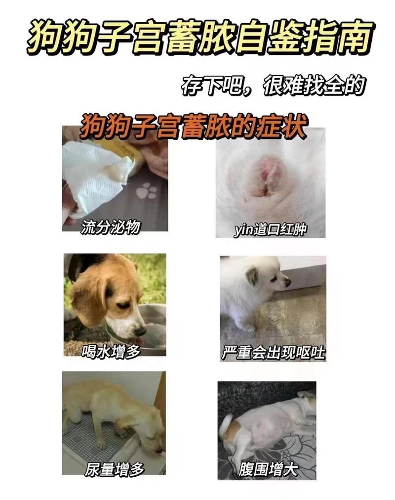 狗狗尿路感染的症状