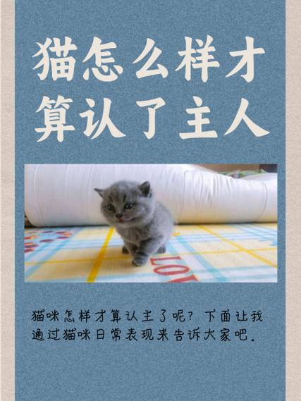 猫怎么样才算认了主人