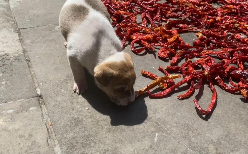 狗狗能吃辣的东西吗