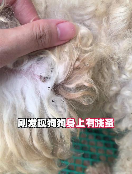 怎么看狗狗身上有没有跳蚤