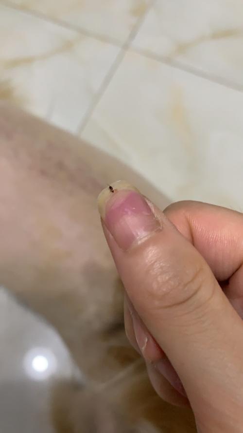 如何判断狗狗染上跳蚤