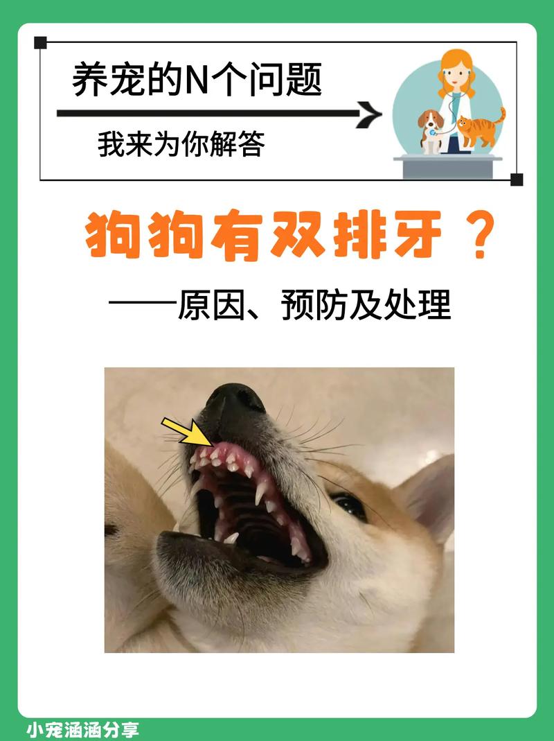 狗狗牙掉了怎么办