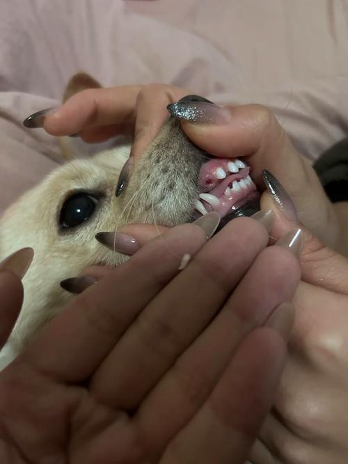 狗狗牙齿掉了怎么办