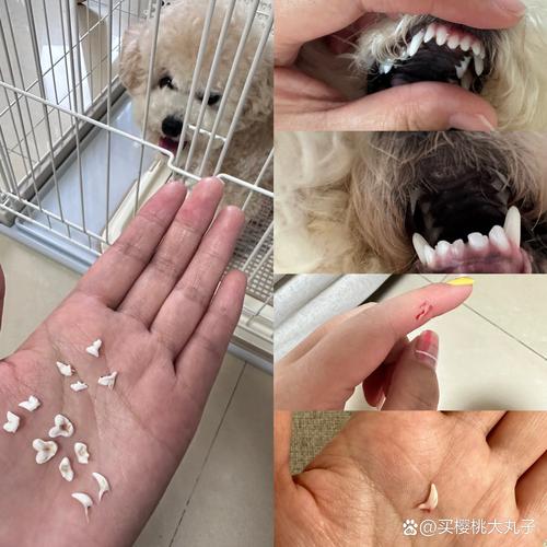 7年泰迪狗狗掉牙是怎么回事,六岁泰迪牙掉了咋办