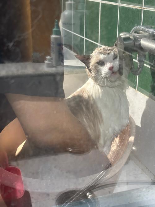 可以自己给猫咪洗澡吗(自己在家可以给猫咪洗澡吗)