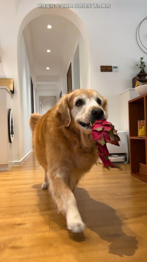 狗吃火龙果会中毒吗