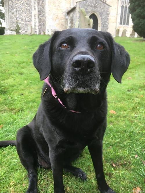 黑色狗狗名字大全