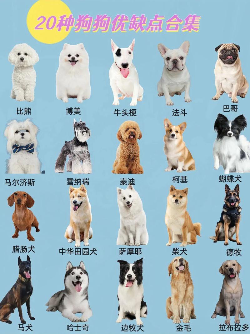 狗狗品种和品种名字大全