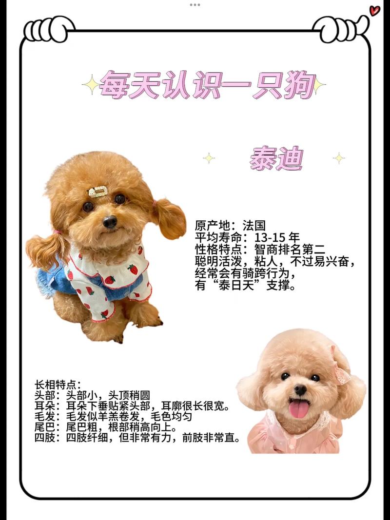 狗狗的名字大全