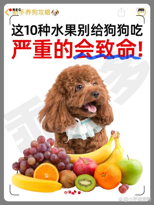 狗狗吃了葡萄会怎么样?