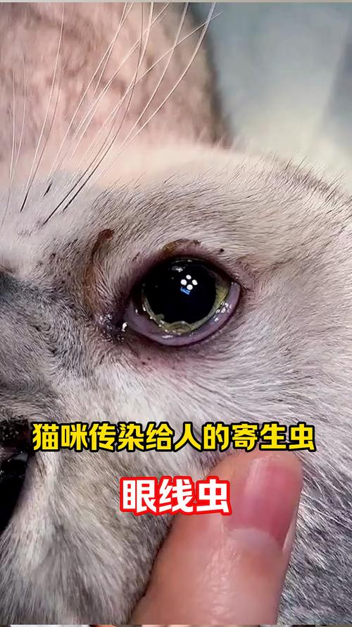 猫寄生虫会传染给人吗