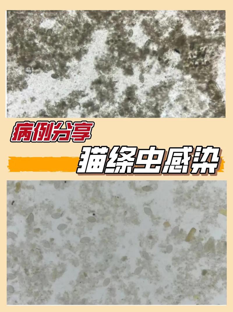 猫咪拉白色的虫子会传染人吗?有什么依据?