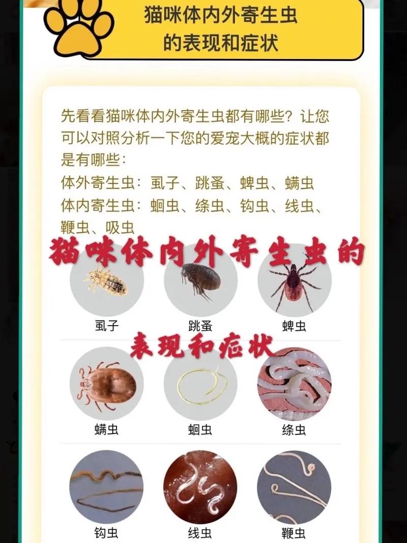 猫蛔虫会传染给人吗