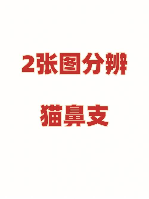 如何判断猫呼吸道感染