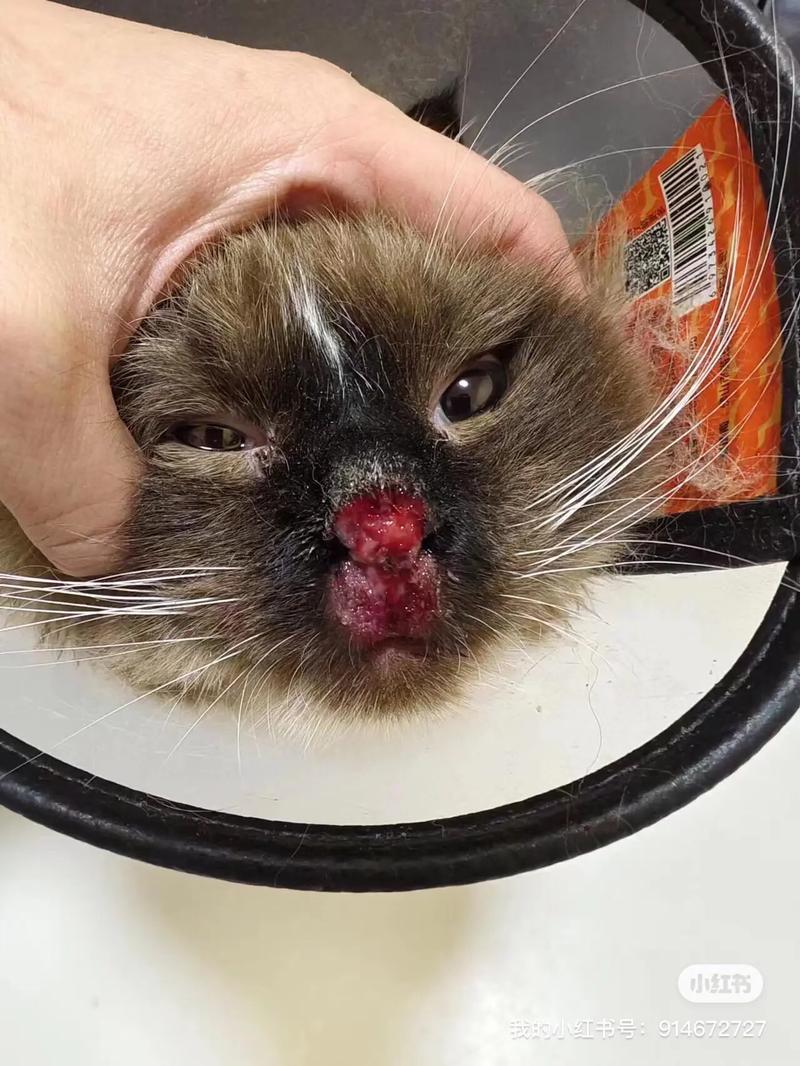 猫咪上呼吸道感染有什么症状