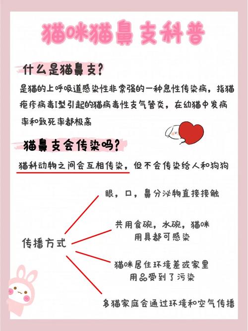 猫咪呼吸道感染的症状有哪些症状