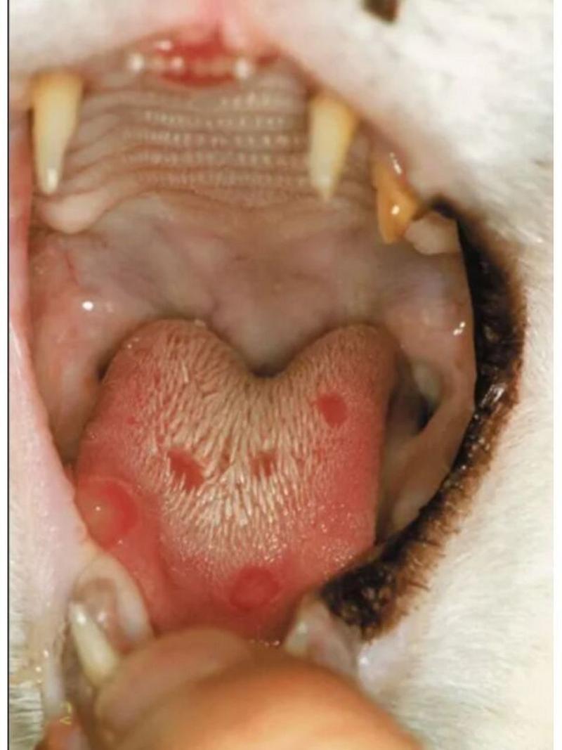猫呼吸道感染什么症状?