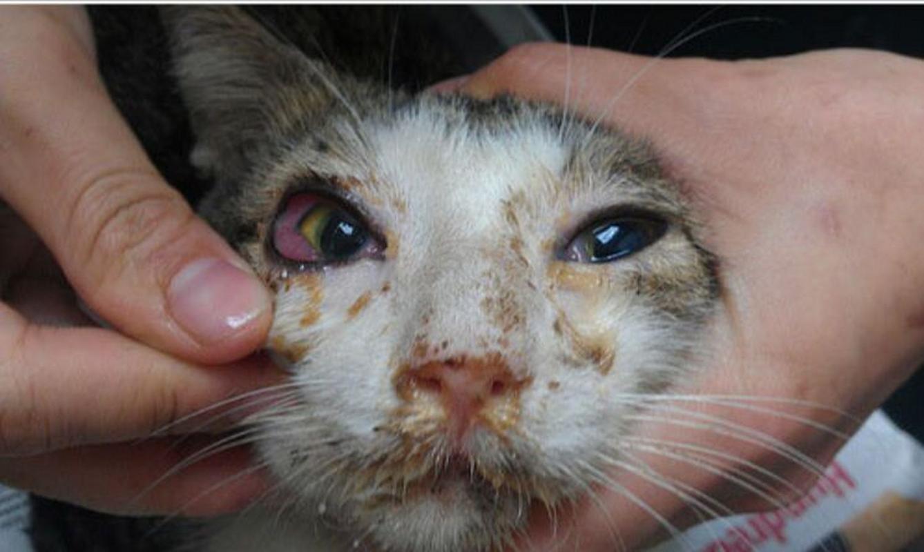 猫咪呼吸道感染的症状