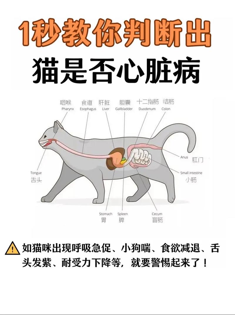 猫摔伤内脏的表现是什么?