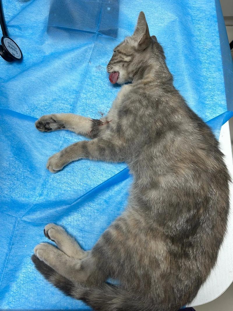 猫摔到了内脏会有哪些症状啊?