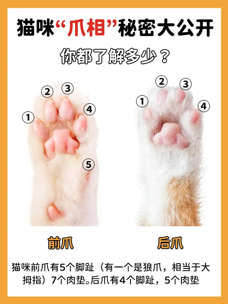 猫咪有几个指头
