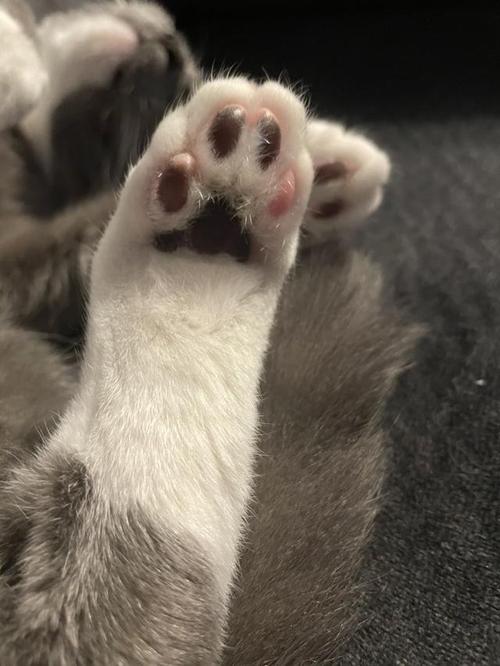 猫后腿有五个指头