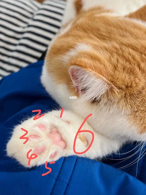 为什么猫咪有六个手指头?