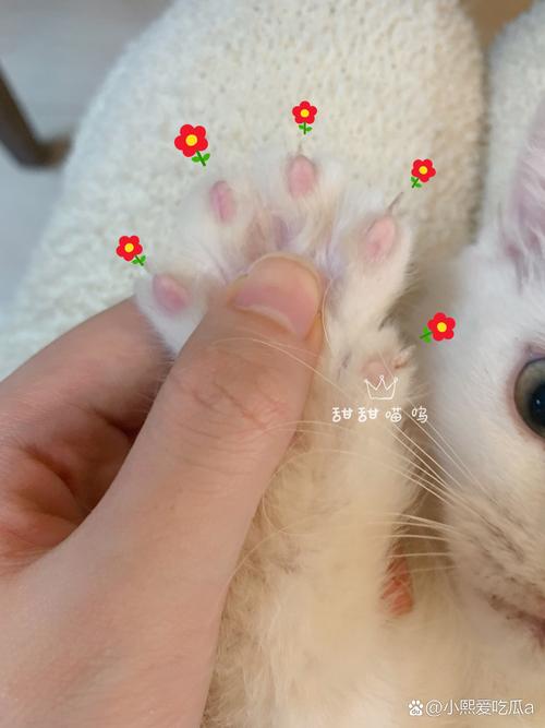 猫的后爪有几个指头