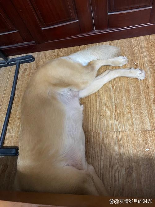 狗狗呕吐喝水可以喂吗