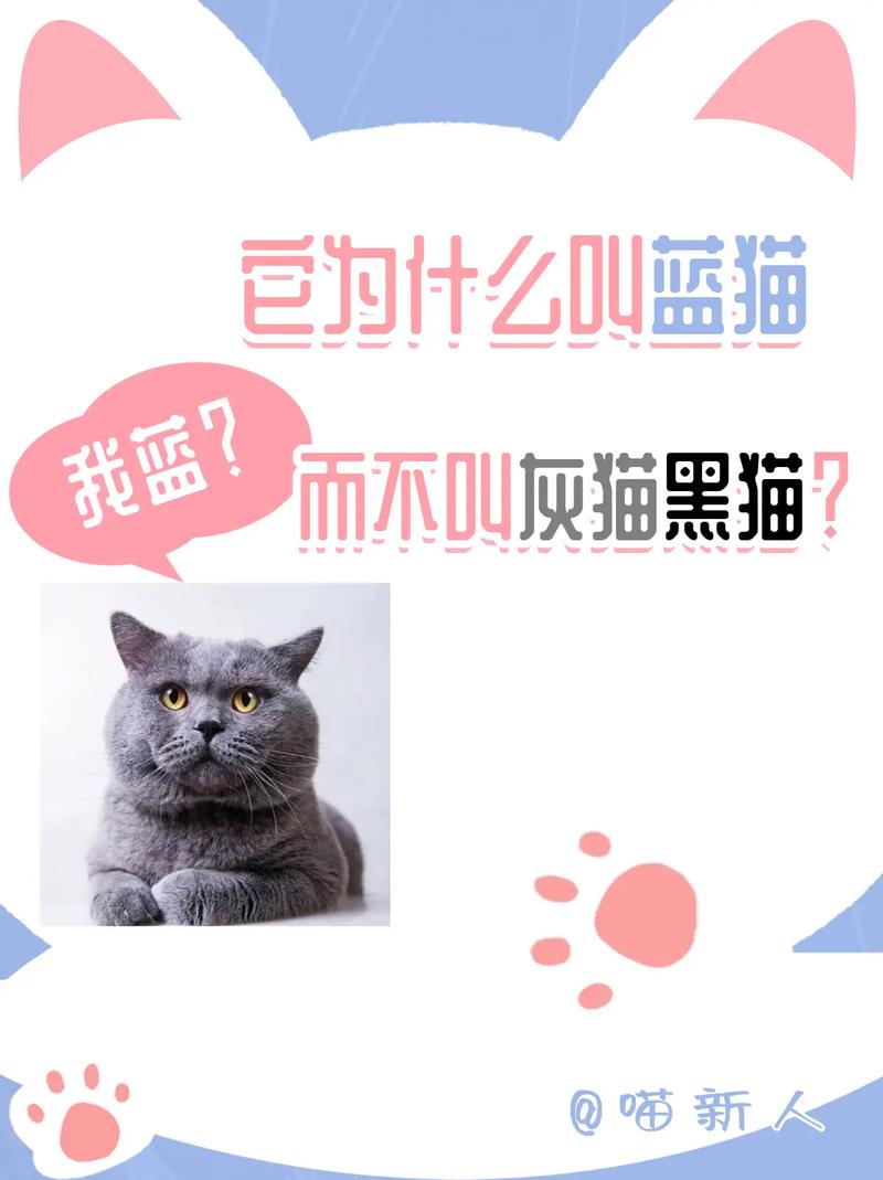 小猫不爱叫是什么情况