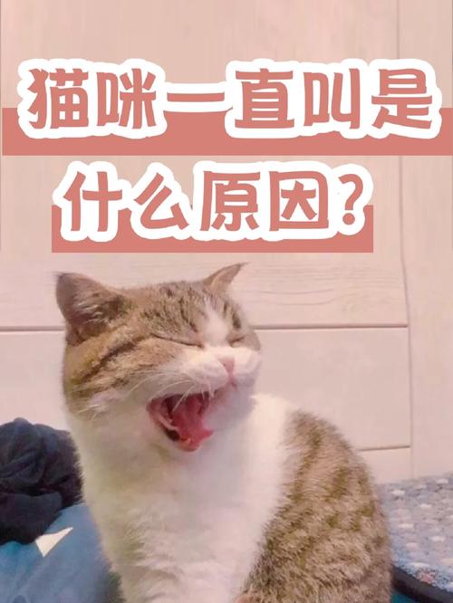 猫咪不爱叫是什么性格?