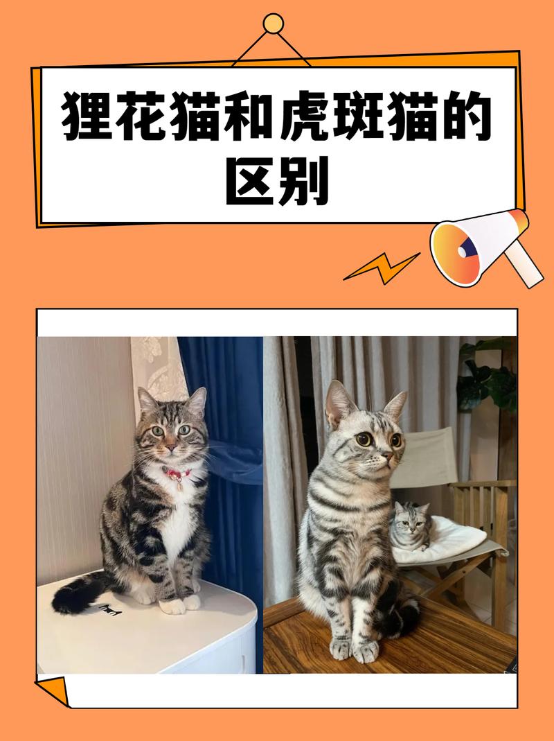 小猫不会叫是怎么回事