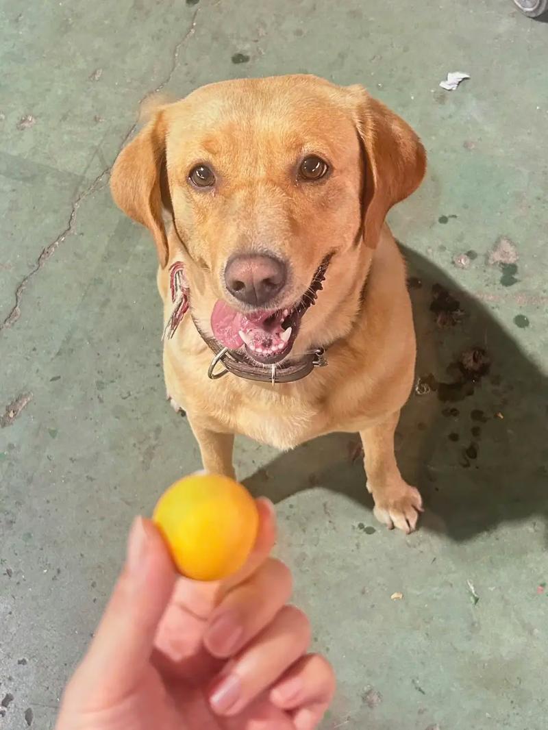 狗吃鸡蛋黄还是鸡蛋白