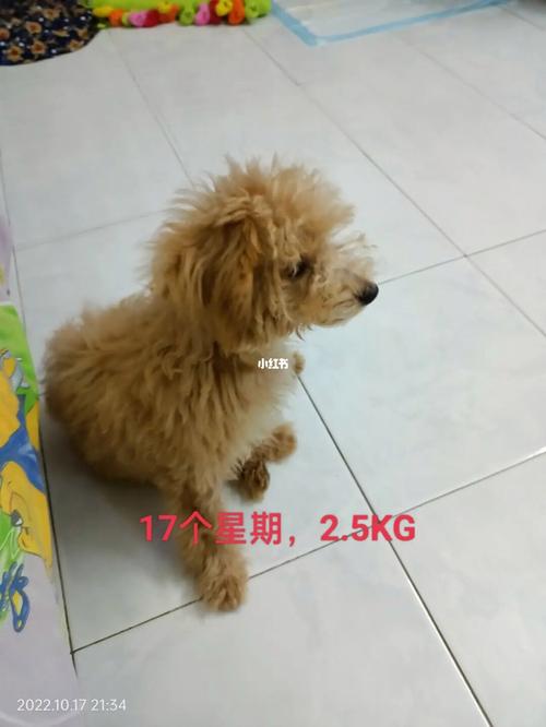 狗狗尴尬期是几个月泰迪狗狗尴尬期是几个月