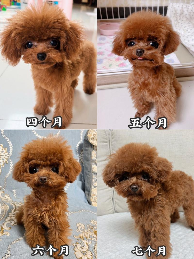 泰迪狗狗六个月尴尬期(泰迪六个月是幼犬还是成犬)