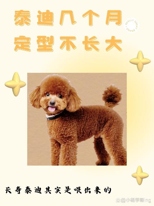 泰迪几个月是尴尬期,我家泰迪快五个月了