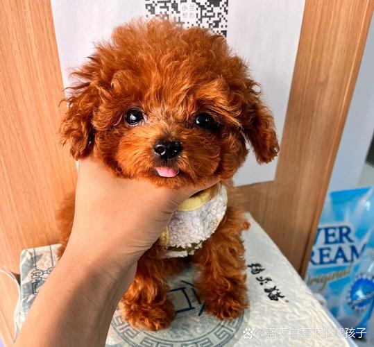 茶杯泰迪几个月长的最快