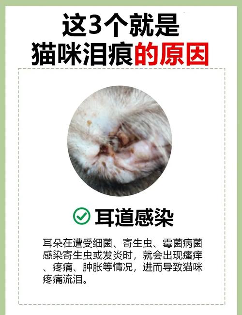 猫咪的泪痕很严重该怎么办?