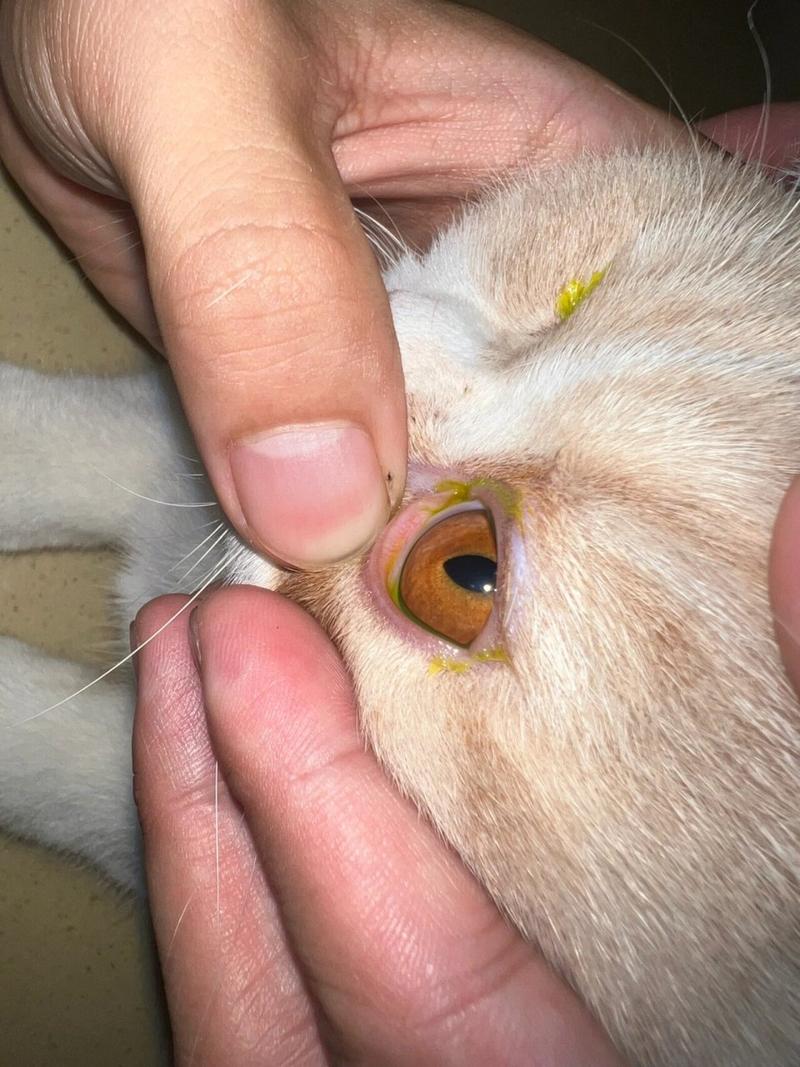 猫泪痕严重怎么去除