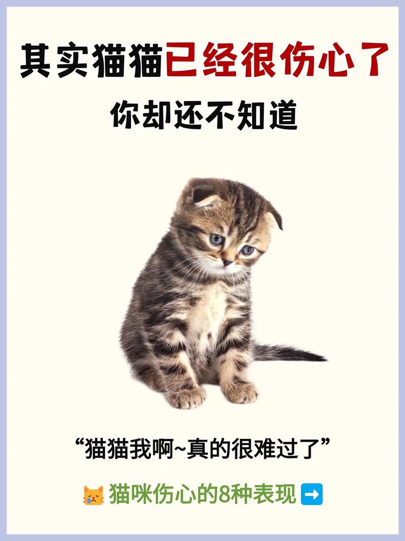 猫咪伤心的表现
