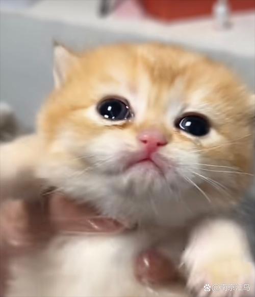 猫伤心的表现