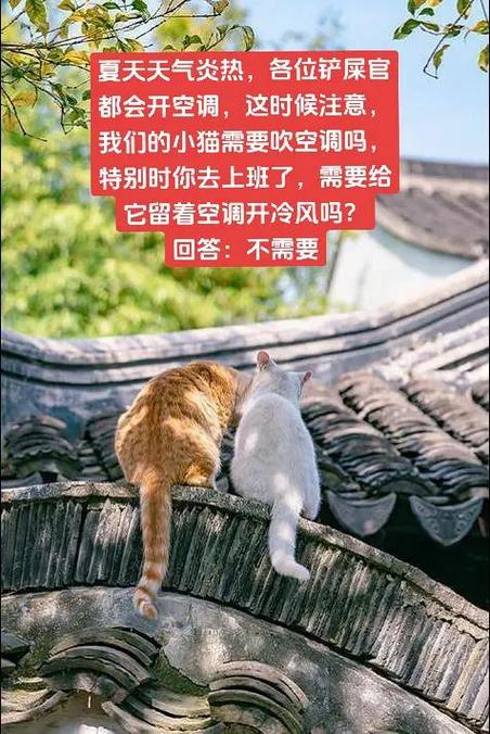 猫能吹空调吗,急!