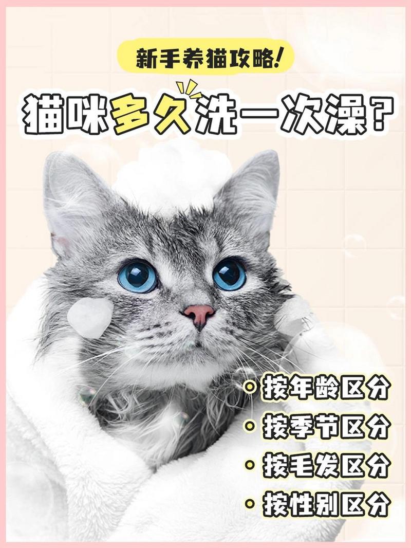一般宠物店给小猫洗澡需要多少钱?