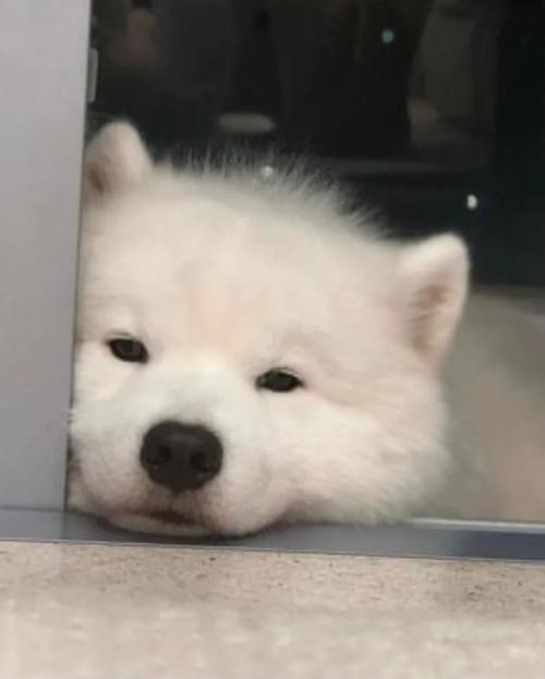 泰迪自己在家会难过吗