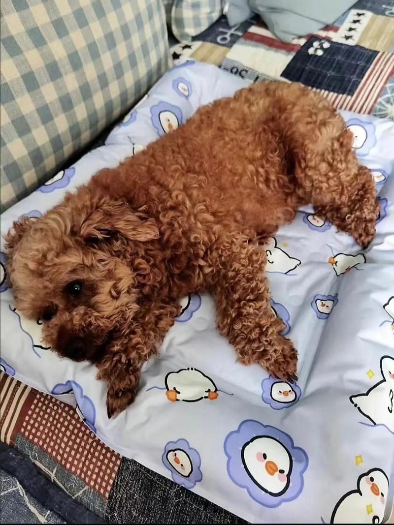 平时白天家里一直没人,把狗狗独自放在家里,狗狗会不会抑郁啊