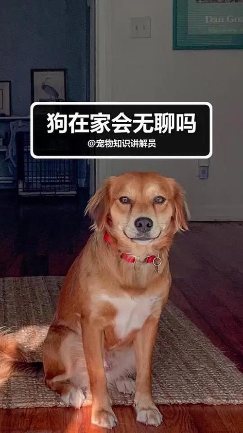 狗狗为什么不能长时间独自待在家?